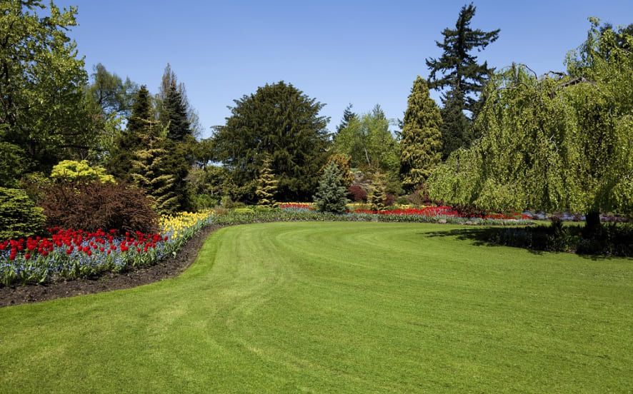 A Guide to Choosing the Perfect Lawn for Your Backyard: Creating a Beautiful Green Space